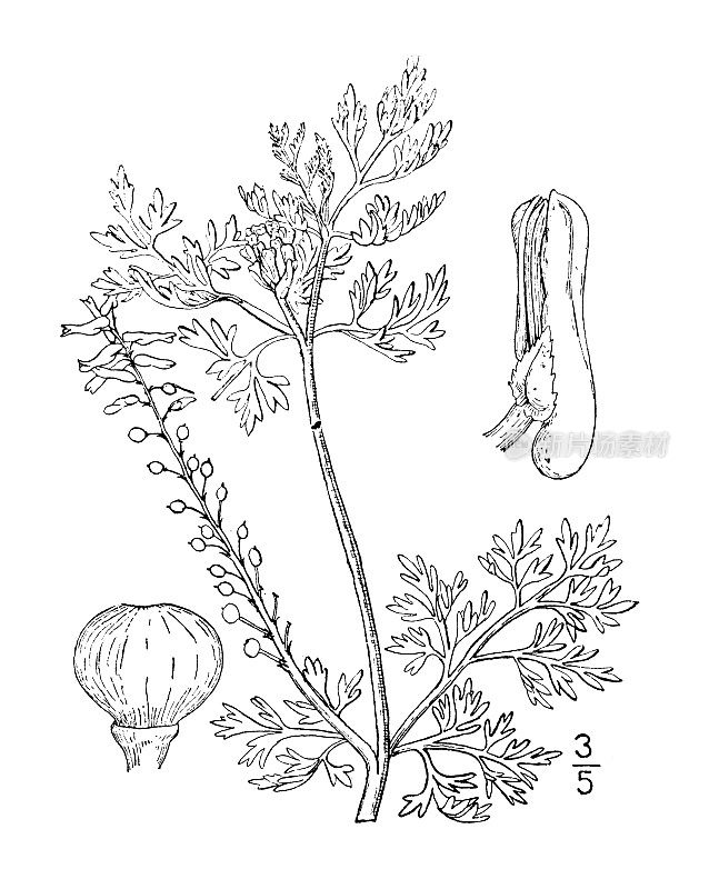 古植物学植物插图:officinalis Fumitory, Hedge Fumitory
